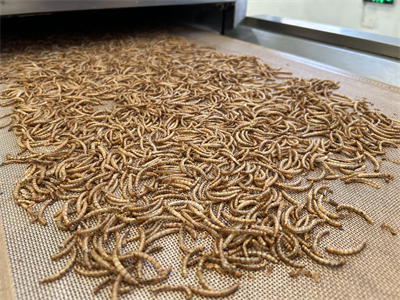 微波烘干隧道爐解決了黃粉蟲產(chǎn)業(yè)的技術(shù)瓶頸